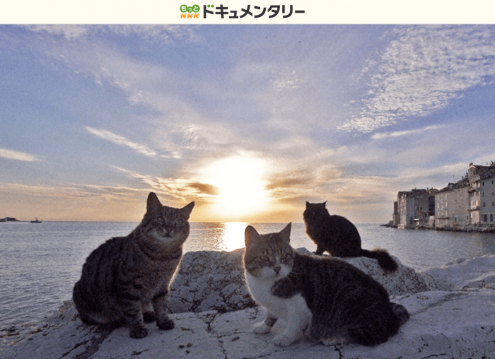 猫好き必見 クロアチアは猫の聖地 めっちゃ出会いました Elutas 猫好き必見 クロアチアは猫の聖地 めっちゃ出会いました Elutas