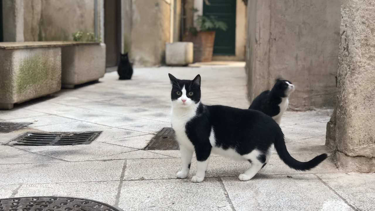 猫好き必見 クロアチアは猫の聖地 めっちゃ出会いました Elutas