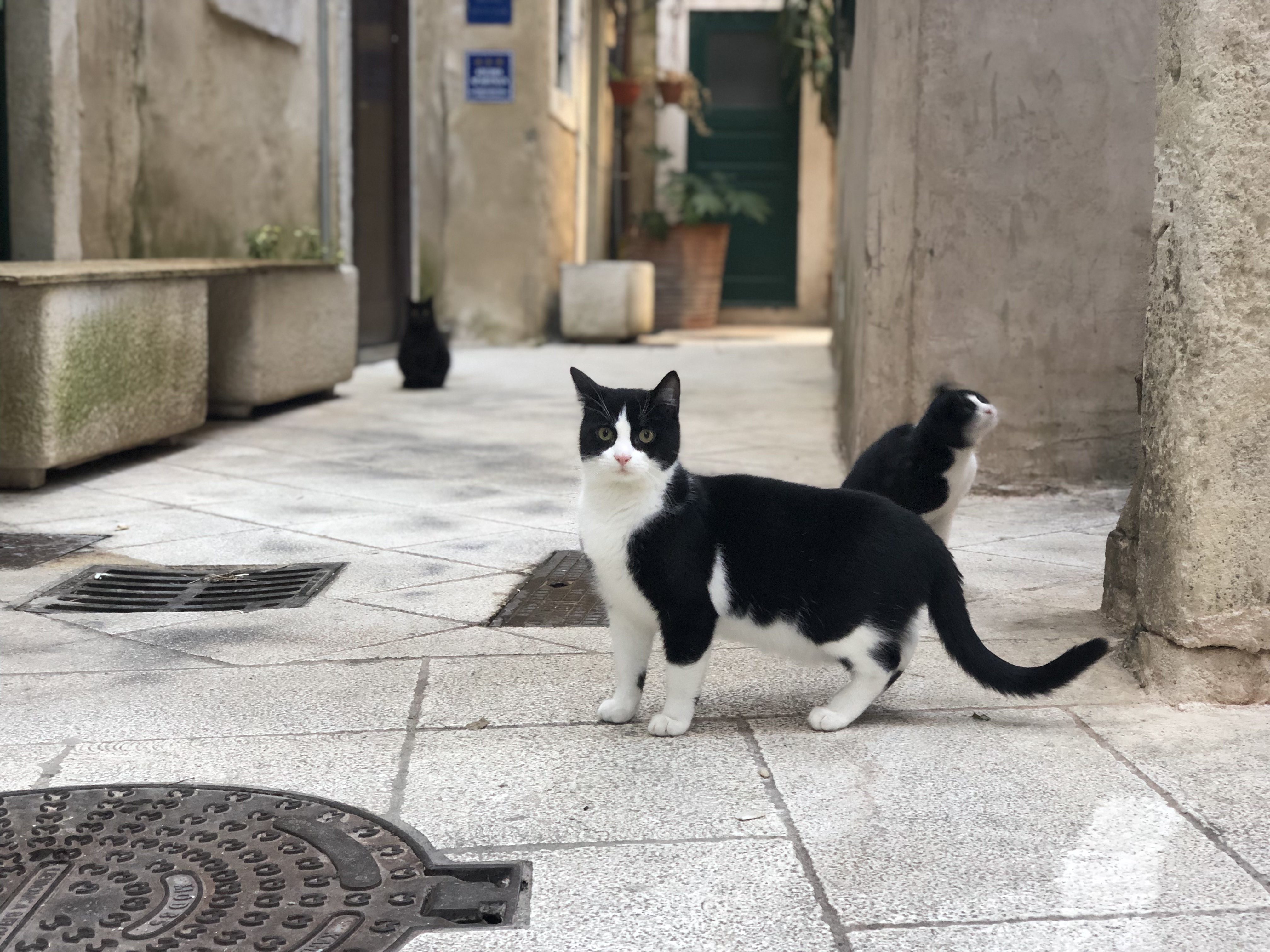 猫好き必見 クロアチアは猫の聖地 めっちゃ出会いました Elutas